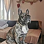 alert, animal, blanket, brindle, canine, companion, couch, curtains, decorations, dog, domestic, french_bulldog, furniture, heart_shaped, home, indoor, living_room, pet, portrait, sitting
