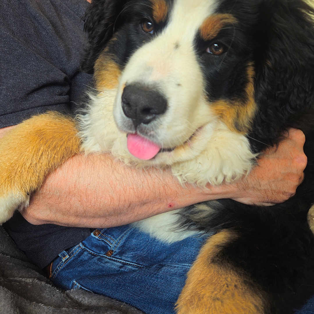 Akira a rejoint le concours — aidez-le/la à gagner de superbes lots ! affection, arm, bernese_mountain_dog, blanket, blue_jeans, casual_clothing, close_up, comfort, cuddling, dog, face, fur, furry, happy, indoor, man, pet, puppy, relaxation, tongue_out