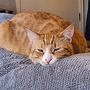 Rusty joined the competition — help win amazing prizes! cat, orange_tabby, pet, animal, indoor, blanket, resting, sleepy, feline, cozy, fur, cute, relaxed, domestic_cat, whiskers, ears, nose, closeup, soft, comfort