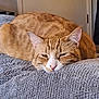 animal, blanket, cat, closeup, comfort, cozy, cute, domestic_cat, ears, feline, fur, indoor, nose, orange_tabby, pet, relaxed, resting, sleepy, soft, whiskers