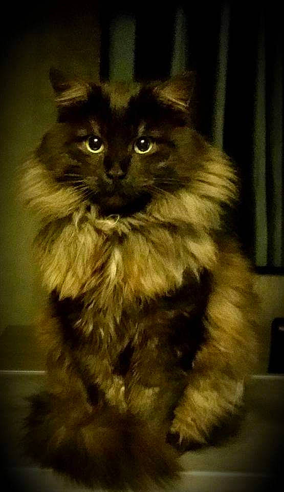 Moustik a rejoint le concours — aidez-le/la à gagner de superbes lots ! american_curl, asian_semi_longhair, british_longhair, british_semi_longhair, carnivore, cat, cymric, domestic_long_haired_cat, felidae, fur, maine_coon, mammal, napoleon_cat, norwegian_forest_cat, ragamuffin, siberian, small_to_medium_sized_cats, snout, vertebrate, whiskers