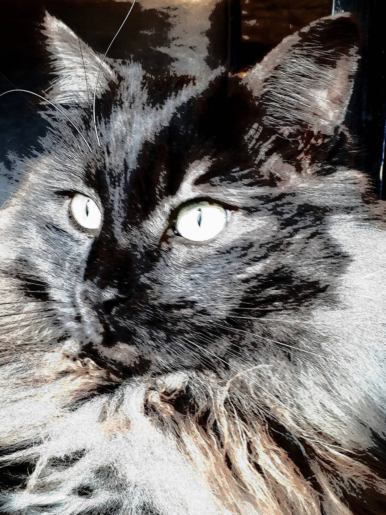 Moustik a rejoint le concours — aidez-le/la à gagner de superbes lots ! asian, black_and_white, black_cat, carnivore, cat, domestic_long_haired_cat, domestic_short_haired_cat, eye, felidae, fur, kitten, maine_coon, mammal, monochrome, monochrome_photography, norwegian_forest_cat, siberian, small_to_medium_sized_cats, snout, whiskers