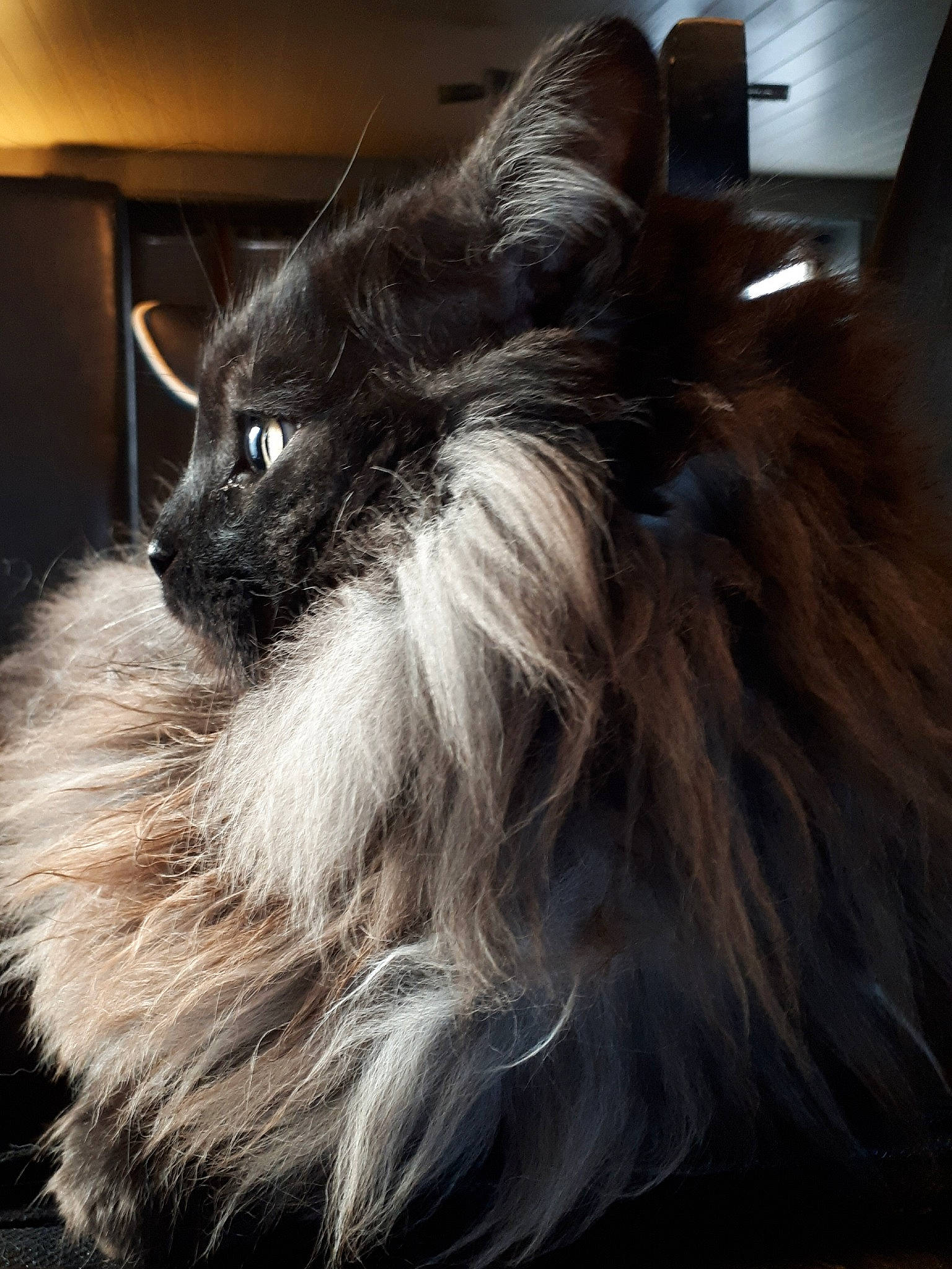 Moustik participe au concours pour gagner de l'argent avec cette photo : black_and_white, canidae, carnivore, cat, dog_breed, domestic_long_haired_cat, ear, felidae, fur, mammal, norwegian_forest_cat, pomeranian, small_to_medium_sized_cats, snout, whiskers