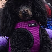 Mia joined the competition — help win amazing prizes! animal, bison, canine, clothing, cockerspaniel, couch, cushion, dog, furniture, head, homedecor, lifejacket, newfoundland, person, pet, poodle, puppy, purple, vest