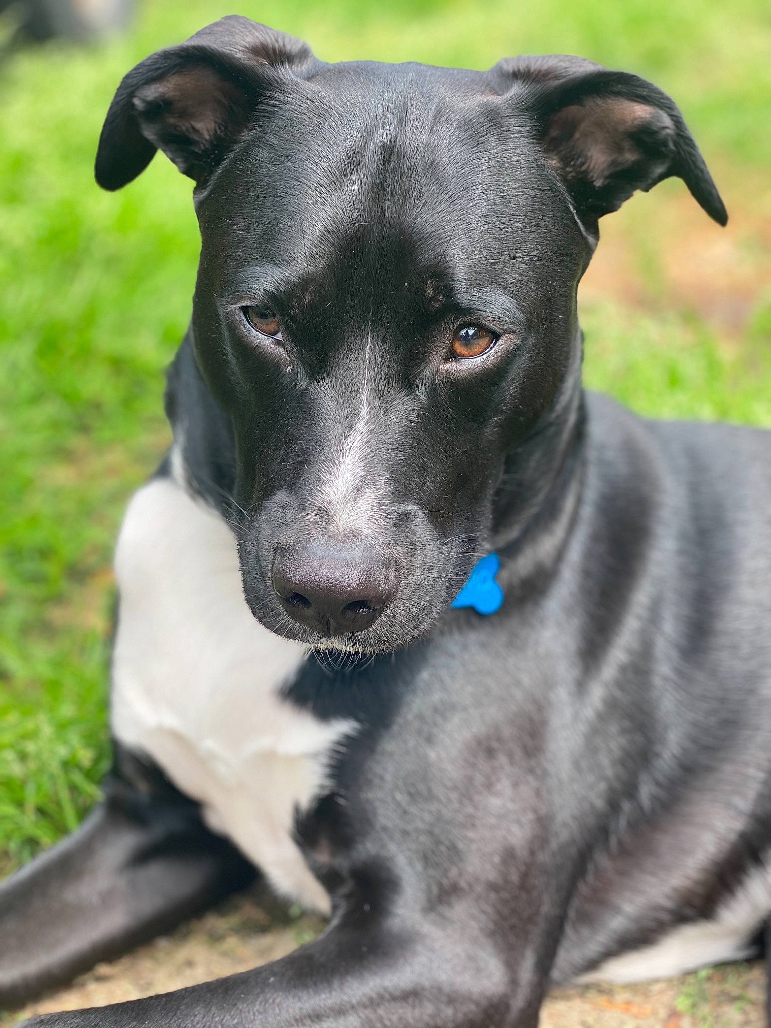 Cosmo is registered to the contest to win money with this photo: canidae, carnivore, collar, companion_dog, dog, dog_breed, green, mammal, non_sporting_group, organ, pet_supply, snout, sporting_group, whiskers, working_animal, working_dog