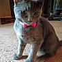 Ash joined the competition — help win amazing prizes! cat, gray_cat, bow_tie, pet, animal, indoor, carpet, feline, cute, sitting, whiskers, ears, curious, domestic_animal, floor, portrait, furry, mammal, household, looking