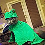 Ash is registered to the contest to win money with this photo: cat, costume, green, clothing, indoor, pet, animal, gray_cat, feline, table, furniture, door, blind, home, cozy, domestic, sitting, portrait, cute, funny