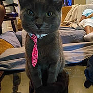 Ash joined the competition — help win amazing prizes! cat, gray_cat, tie, glass_table, indoor, living_room, furniture, sofa, person, relaxing, animal, pet, cute, portrait, sitting, domestic_cat, funny, home, cozy, casual