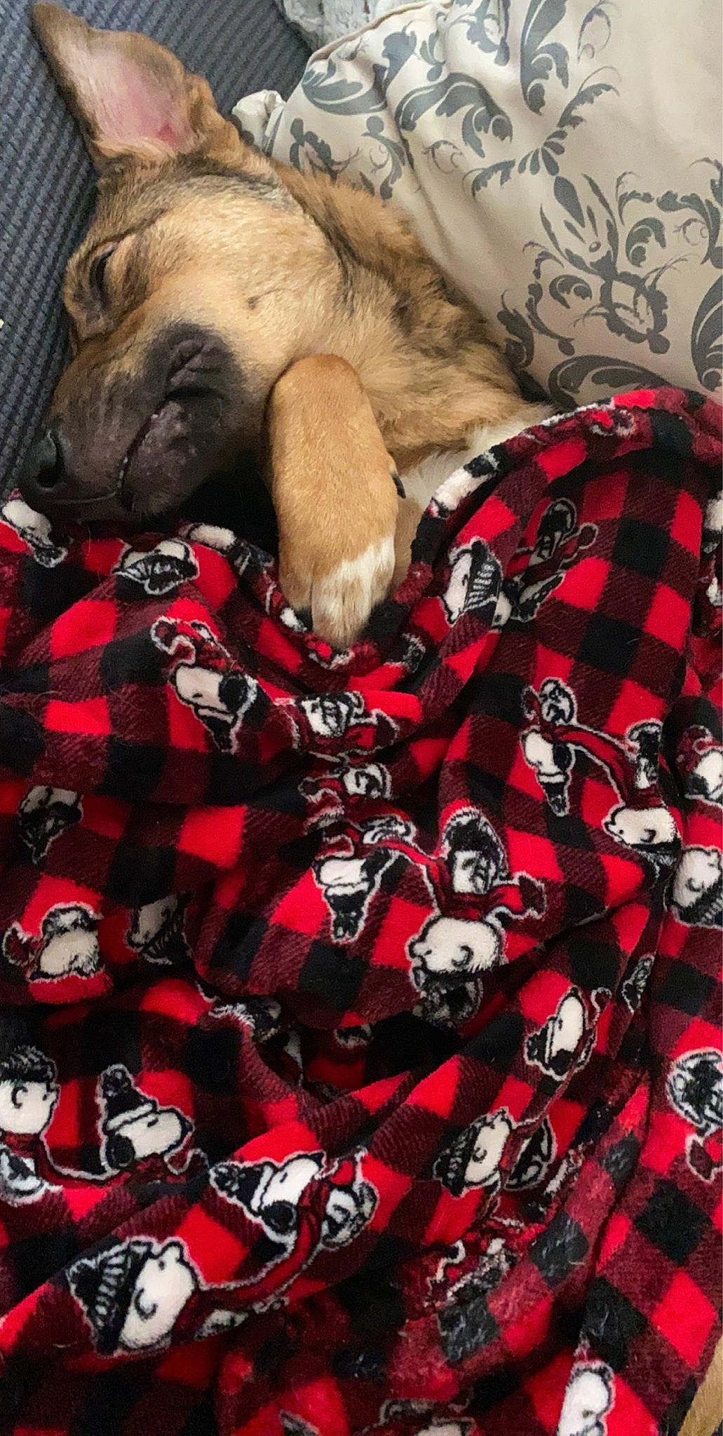 Chong joined the competition — help win amazing prizes! canidae, carnivore, design, dog, fawn, fur, pattern, plaid, pug, puppy, tartan, textile