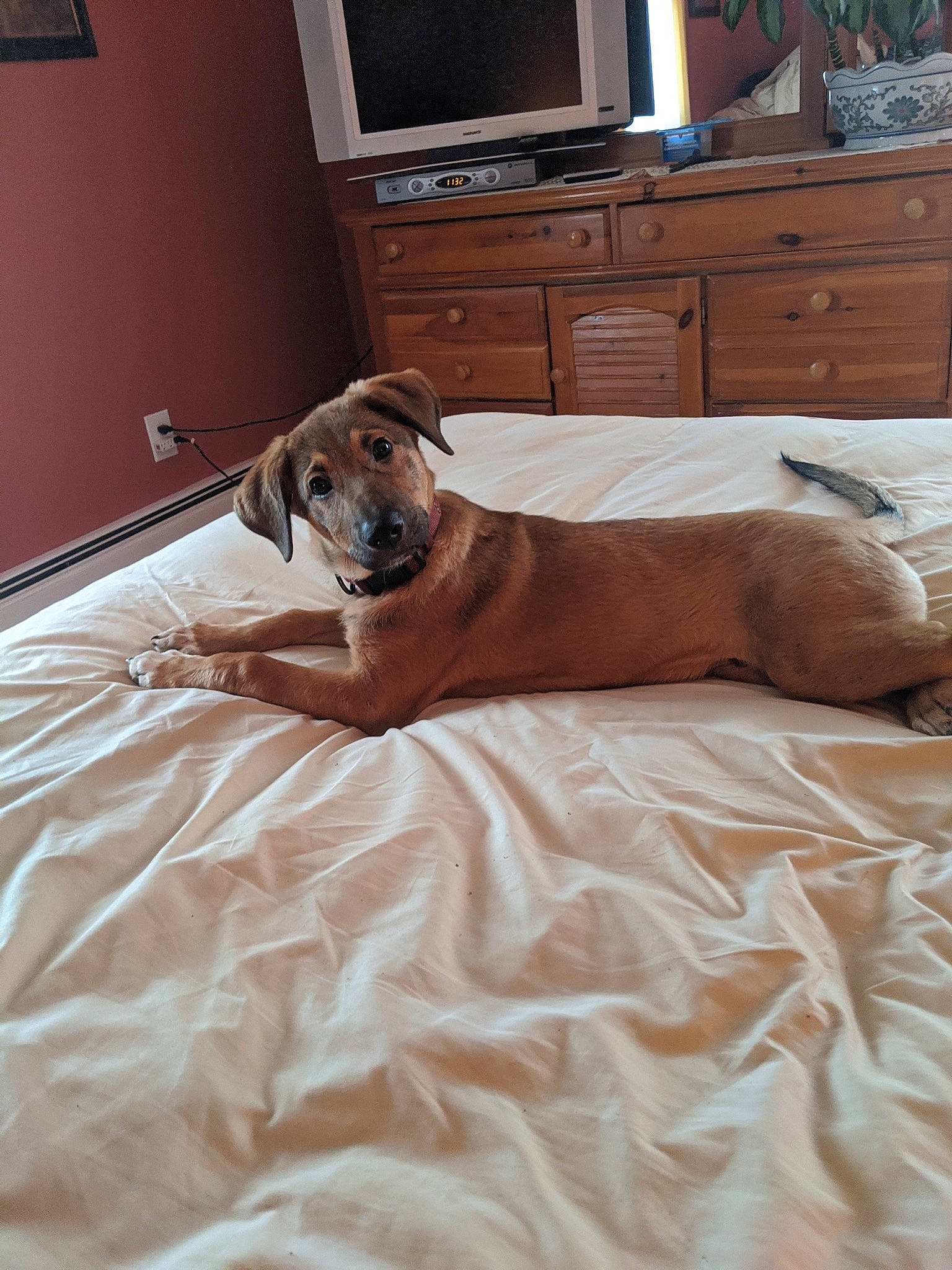 Chong is registered to the contest to win money with this photo: azawakh, bed, bed_sheet, black_mouth_cur, canidae, carnivore, comfort, dog, dog_bed, dog_breed, fawn, floor, furniture, great_dane, greyhound, lurcher, rhodesian_ridgeback, room, sloughi, whippet