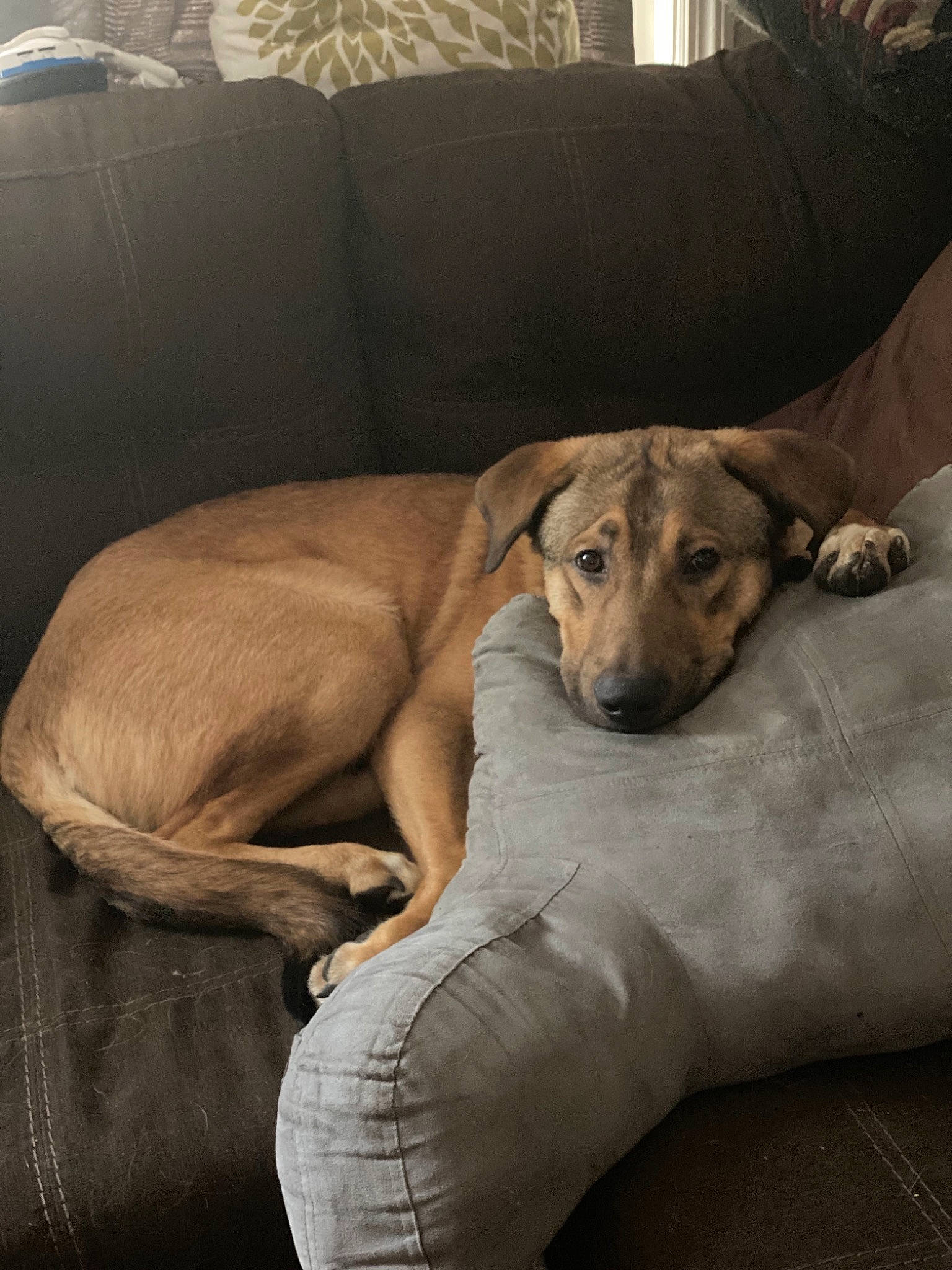 Chong is registered to the contest to win money with this photo: black_mouth_cur, canidae, carnivore, comfort, companion_dog, dog, dog_breed, fawn, great_dane, greyhound, guard_dog, lurcher, mammal, rhodesian_ridgeback, whippet