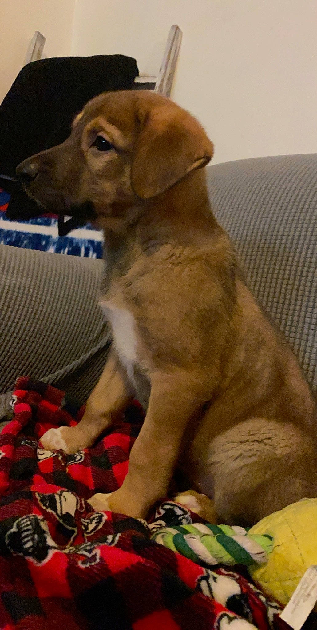 Chong is registered to the contest to win money with this photo: beagador, broholmer, canidae, carnivore, dog, dog_breed, fawn, labrador_retriever, mammal, puppy, snout, sporting_group, vertebrate, weimaraner