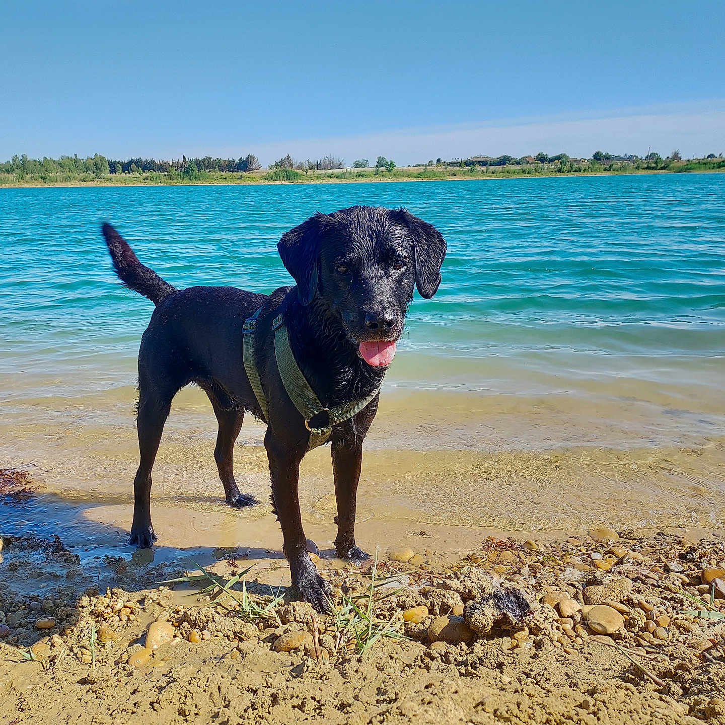 Eden a rejoint le concours — aidez-le/la à gagner de superbes lots ! animal, beach, bulldog, canine, coast, dog, hound, labradorretriever, lake, nature, outdoors, pet, pointer, puppy, sea, shoreline, soil, summer, water, wood