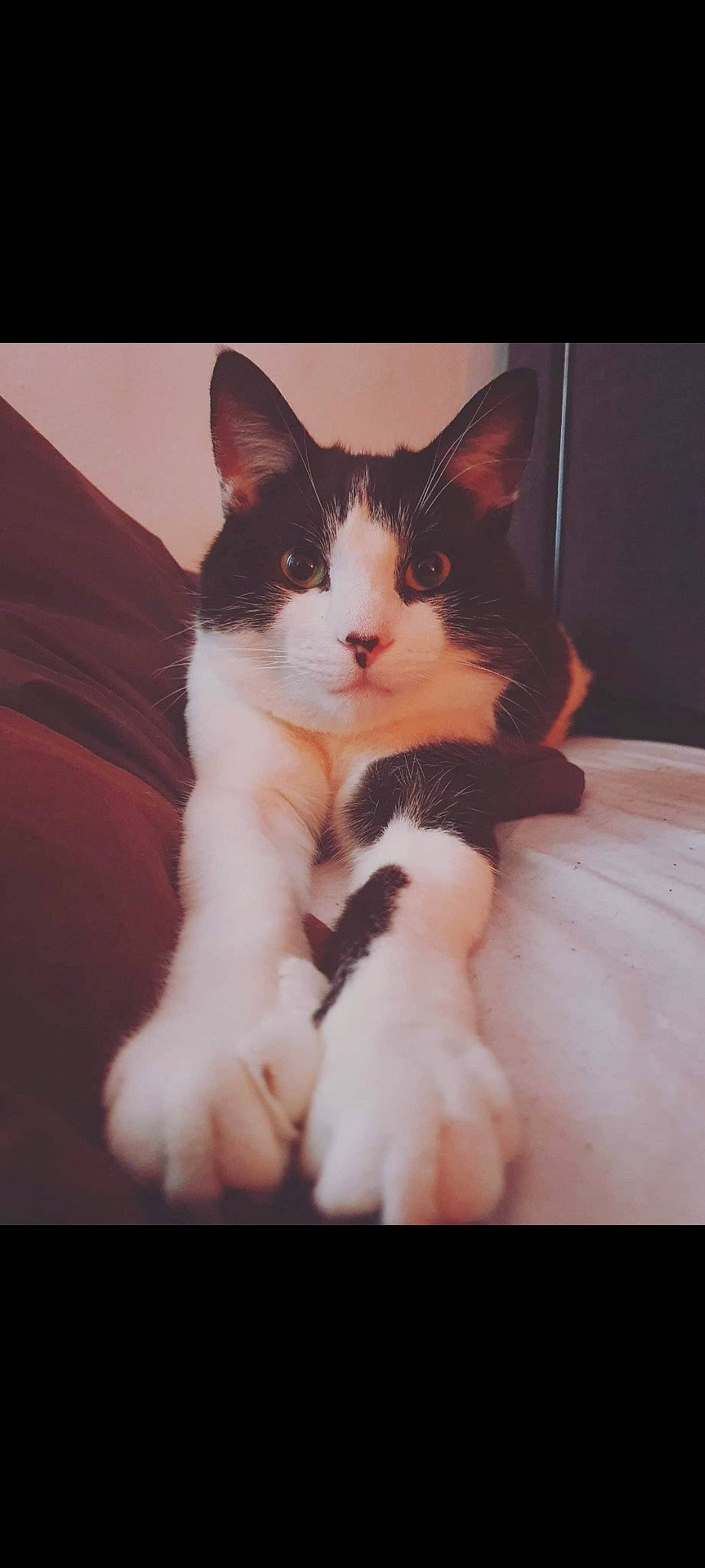 Tupac joined the competition — help win amazing prizes! carnivore, cat, cloud, comfort, domestic_short_haired_cat, ear, eye, felidae, foot, formal_wear, fur, head, human_leg, lap, paw, sitting, small_to_medium_sized_cats, snout, tail, whiskers