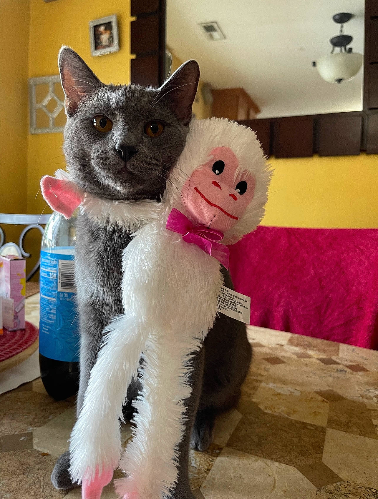 Kevin joined the competition — help win amazing prizes! bow_tie, carnivore, cat, cat_supply, claw, collar, domestic_short_haired_cat, fawn, felidae, fur, household_supply, paper_towel, paw, pet_supply, small_to_medium_sized_cats, stuffed_toy, tail, toy, water_bottle, whiskers