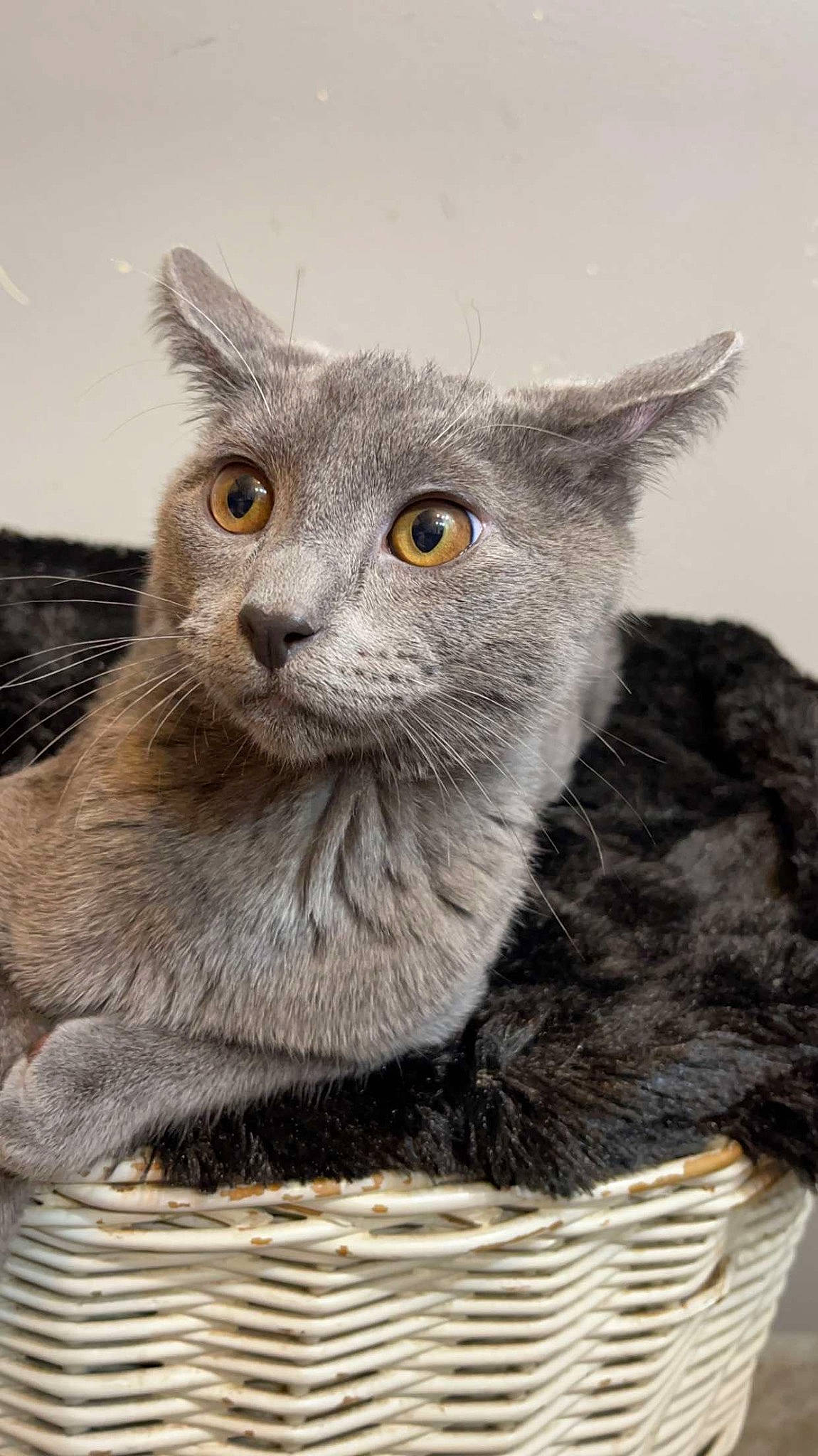 Kevin joined the competition — help win amazing prizes! art, basket, carnivore, cat, domestic_short_haired_cat, felidae, fur, grey, illustration, russian_blue, small_to_medium_sized_cats, snout, terrestrial_animal, whiskers, wicker, window