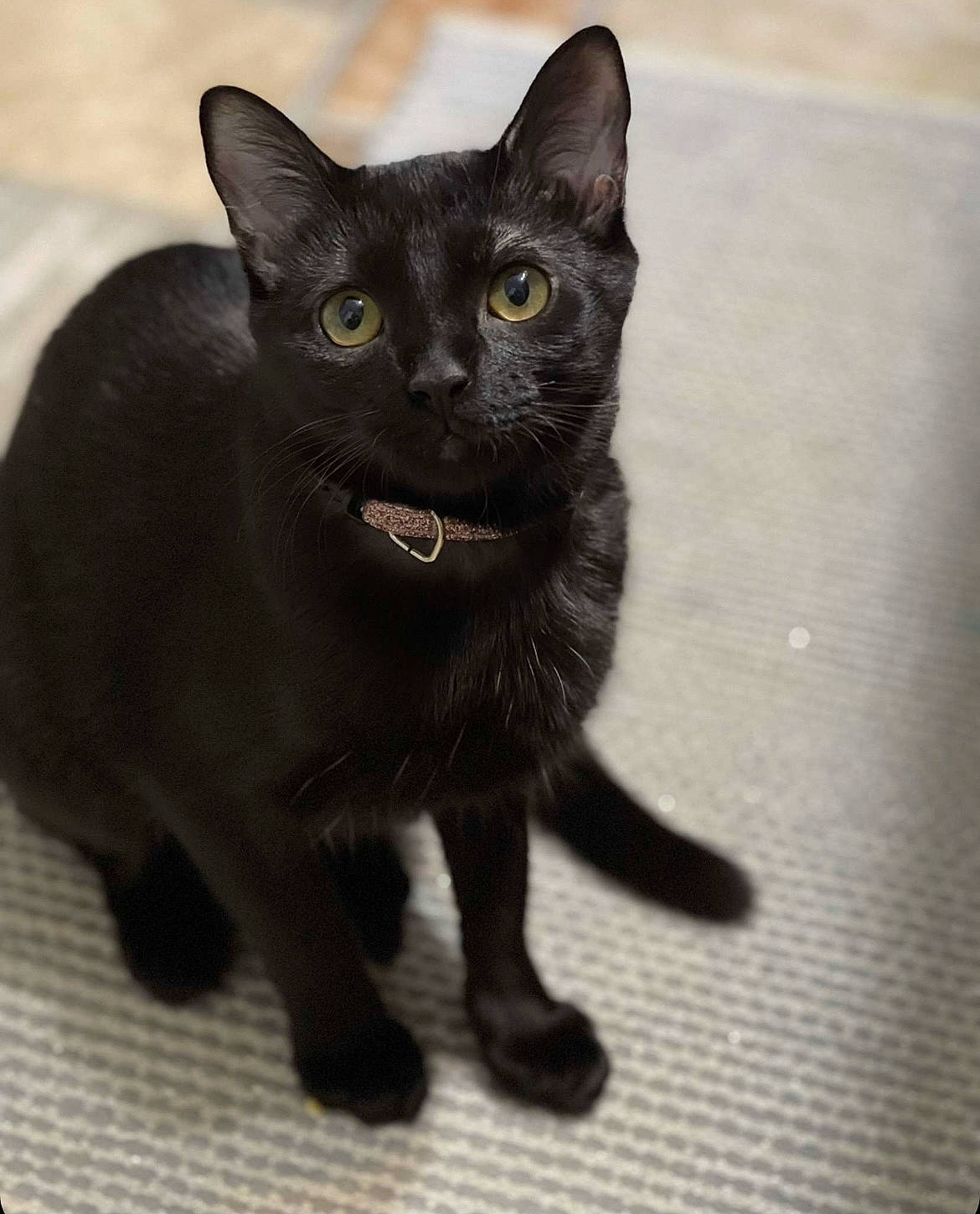 Hope joined the competition — help win amazing prizes! black_cat, bombay, carnivore, cat, domestic_short_haired_cat, felidae, fur, small_to_medium_sized_cats, snout, tail, terrestrial_animal, whiskers