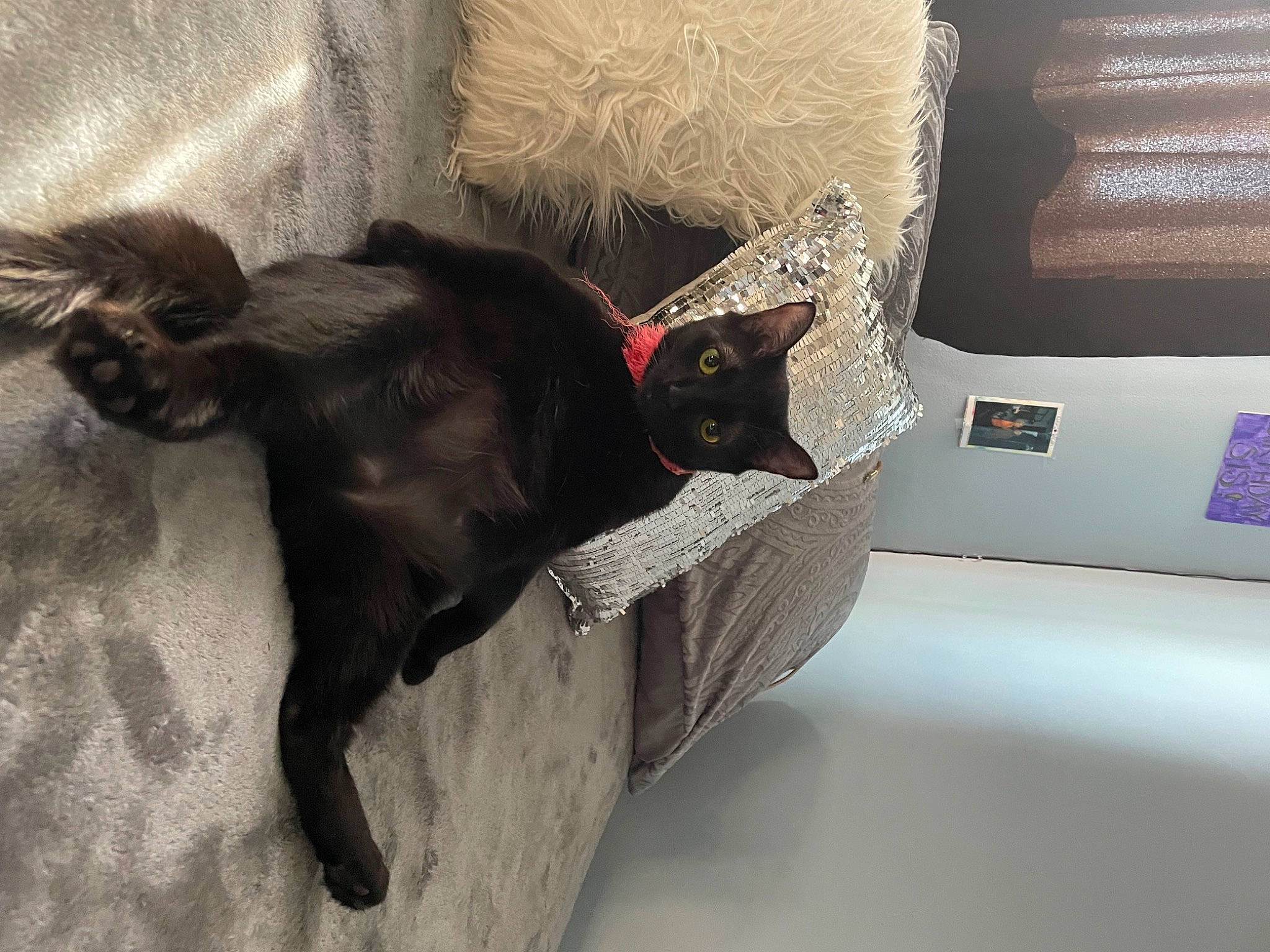 Hope joined the competition — help win amazing prizes! black_cat, bombay, carnivore, cat, cat_supply, claw, comfort, couch, domestic_short_haired_cat, felidae, flooring, fur, grey, linens, paw, room, small_to_medium_sized_cats, studio_couch, tail, whiskers