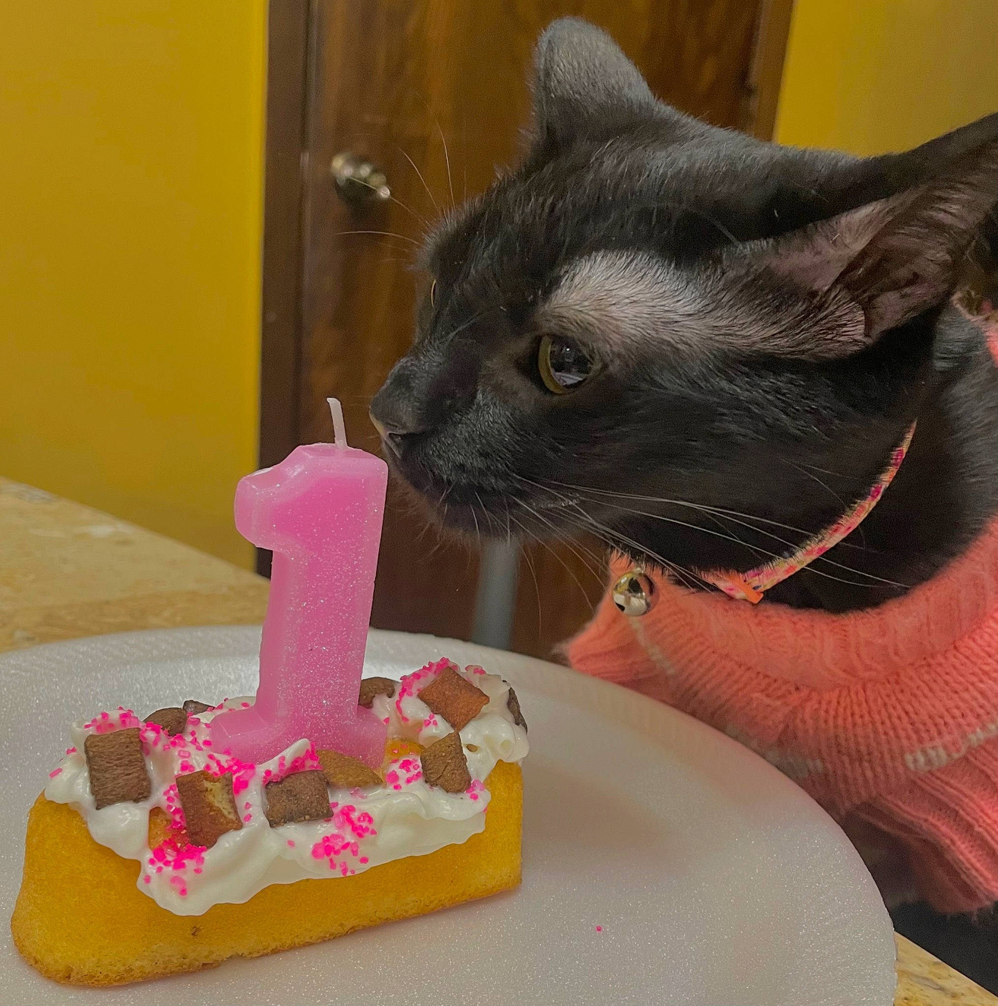 Hope is registered to the contest to win money with this photo: birthday_cake, cake_decorating, cake_decorating_supply, carnivore, cat, chair, comfort, door, felidae, food, icing, ingredient, plate, small_to_medium_sized_cats, snout, sugar_cake, sweetness, table, tableware, whiskers