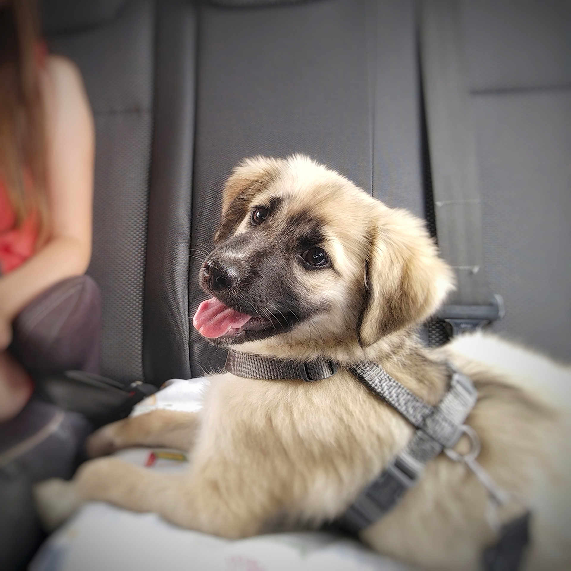 Grogu participe au concours pour gagner de l'argent avec cette photo : puppy, dog, harness, car_seat, tongue_out, fluffy, happy, pet, animal, indoor, transport, seatbelt, young_dog, furry, cute, smiling, canine, domestic_animal, relaxed, vehicle_interior