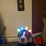 Bruno joined the competition — help win amazing prizes! dog, indoor, christmas_lights, headwear, decorative_sign, wall, sofa, table, electrical_outlet, power_cord, bag, brown_furniture, pet, animal, multicolored_lights, expressionless, household, domestic, cute, companion