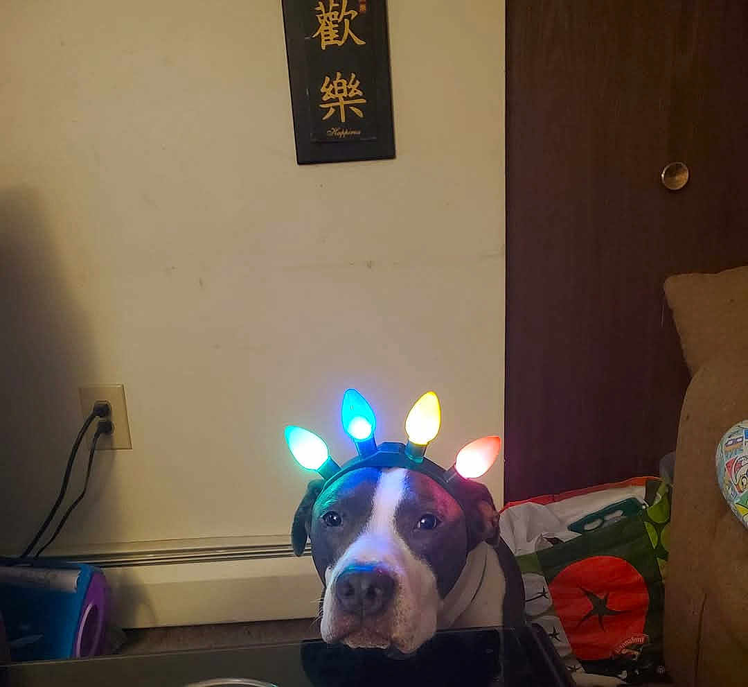Bruno joined the competition — help win amazing prizes! dog, indoor, christmas_lights, headwear, decorative_sign, wall, sofa, table, electrical_outlet, power_cord, bag, brown_furniture, pet, animal, multicolored_lights, expressionless, household, domestic, cute, companion