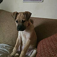 Bowser Goomba is registered to the contest to win money with this photo: dog, puppy, couch, pillow, blanket, wall, poster, framed_poster, sitting, paws, ears, snout, collar, indoor, living_room, furniture, upholstery, cozy, portrait, pet