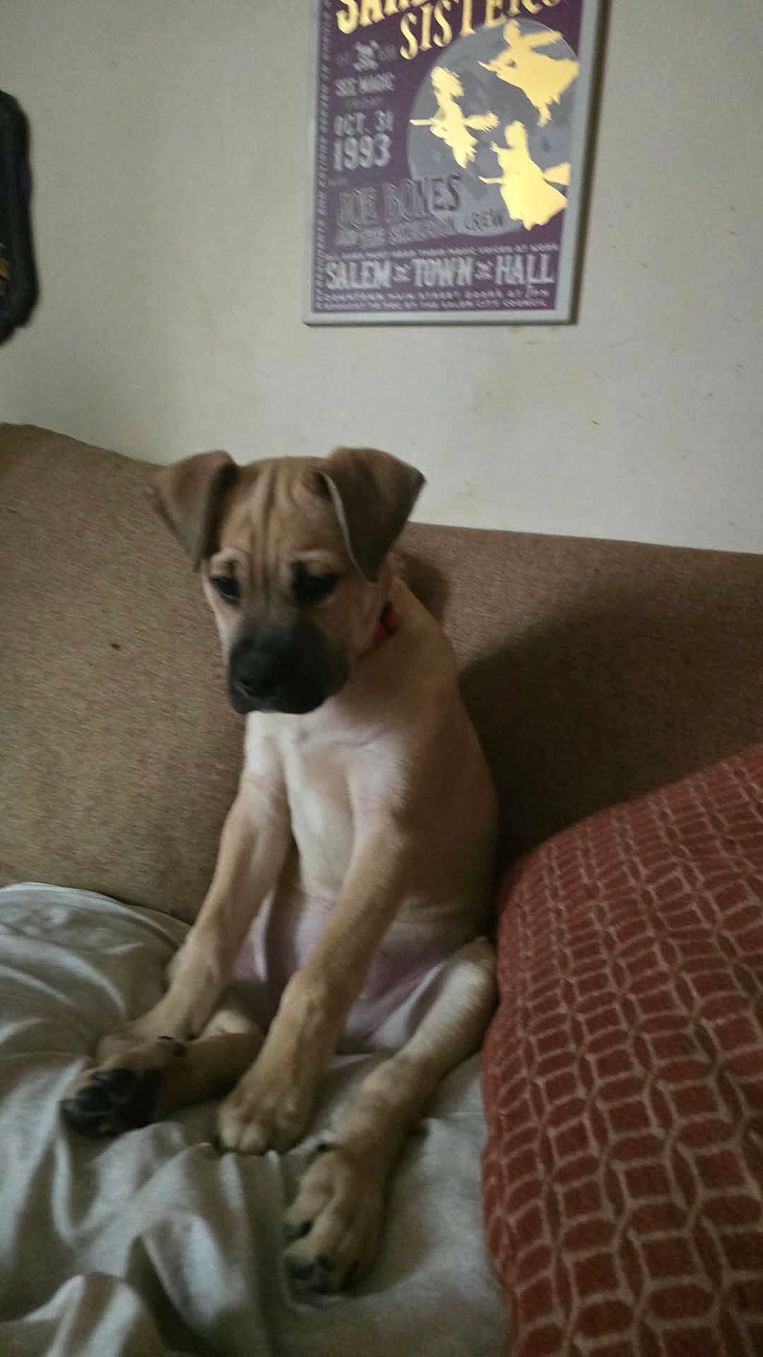 Bowser Goomba is registered to the contest to win money with this photo: dog, puppy, couch, pillow, blanket, wall, poster, framed_poster, sitting, paws, ears, snout, collar, indoor, living_room, furniture, upholstery, cozy, portrait, pet