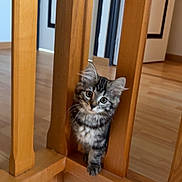 Kira participe au concours pour gagner de l'argent avec cette photo : animal, balcony, cat, curious, cute, domestic, ears, feline, fur, home, indoor, kitten, pet, playful, portrait, small, whiskers, wood_floor, wooden_railings, young