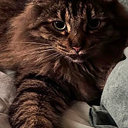Stewie is registered to the contest to win money with this photo: cat, tabby, fluffy, paw, bed, blanket, pillow, indoor, feline, closeup, pet, animal, cute, relaxed, whiskers, ears, fur, striped, cozy, resting
