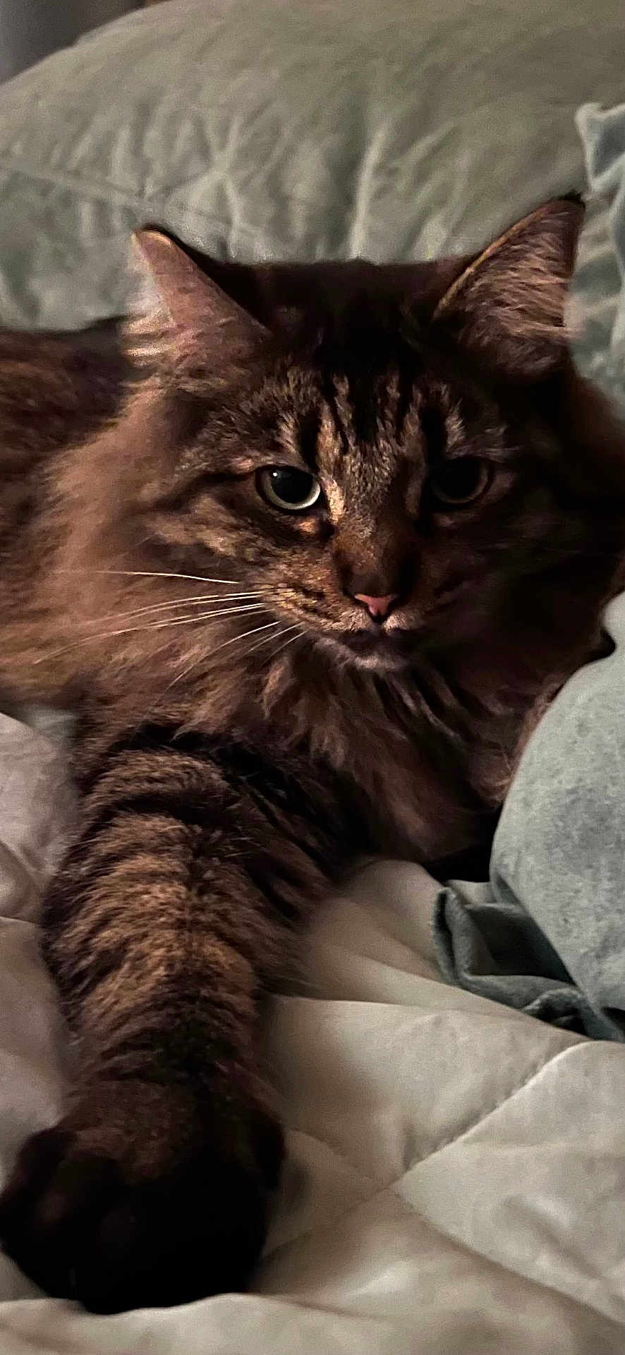 Stewie is registered to the contest to win money with this photo: cat, tabby, fluffy, paw, bed, blanket, pillow, indoor, feline, closeup, pet, animal, cute, relaxed, whiskers, ears, fur, striped, cozy, resting