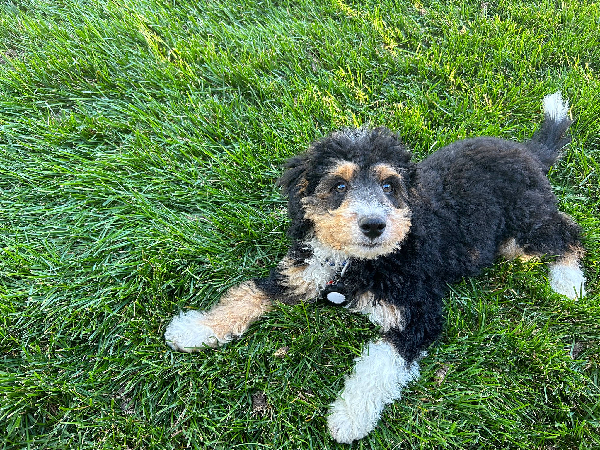 Ryder is registered to the contest to win money with this photo: canidae, carnivore, companion_dog, corn_on_the_cob, dog, dog_breed, grass, groundcover, herding_dog, plant, puppy, sedge_family, small_terrier, snout, tail, terrier, toy_dog, water_dog, working_animal, working_dog