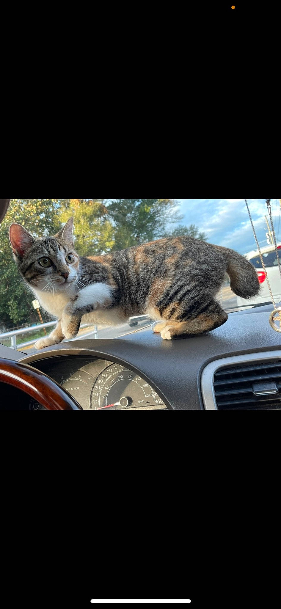 Cat is registered to the contest to win money with this photo: automotive_design, automotive_exterior, automotive_lighting, automotive_mirror, automotive_tire, carnivore, cat, felidae, fender, grass, hood, mammal, mode_of_transport, motor_vehicle, plant, vehicle, vehicle_door, vertebrate, whiskers, window