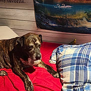 Banjo Stephen is registered to the contest to win money with this photo: dog, bed, blanket, bird, plaid, red, blue, wooden_wall, tapestry, waterfall, lake, swan, indoor, animal, pet, resting, furniture, fur, mammal, colorful