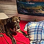 dog, bed, blanket, bird, plaid, red, blue, wooden_wall, tapestry, waterfall, lake, swan, indoor, animal, pet, resting, furniture, fur, mammal, colorful