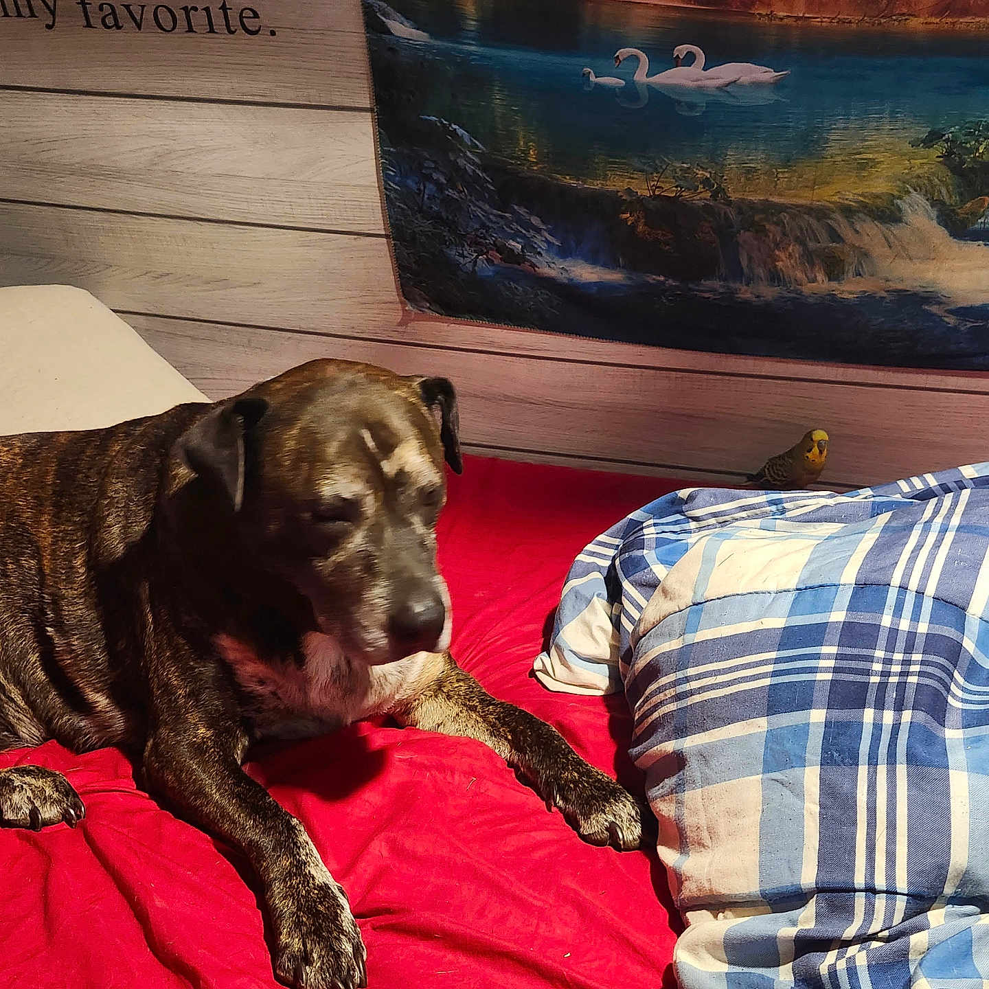 Banjo Stephen is registered to the contest to win money with this photo: animal, bed, bird, blanket, blue, colorful, dog, fur, furniture, indoor, lake, mammal, pet, plaid, red, resting, swan, tapestry, waterfall, wooden_wall