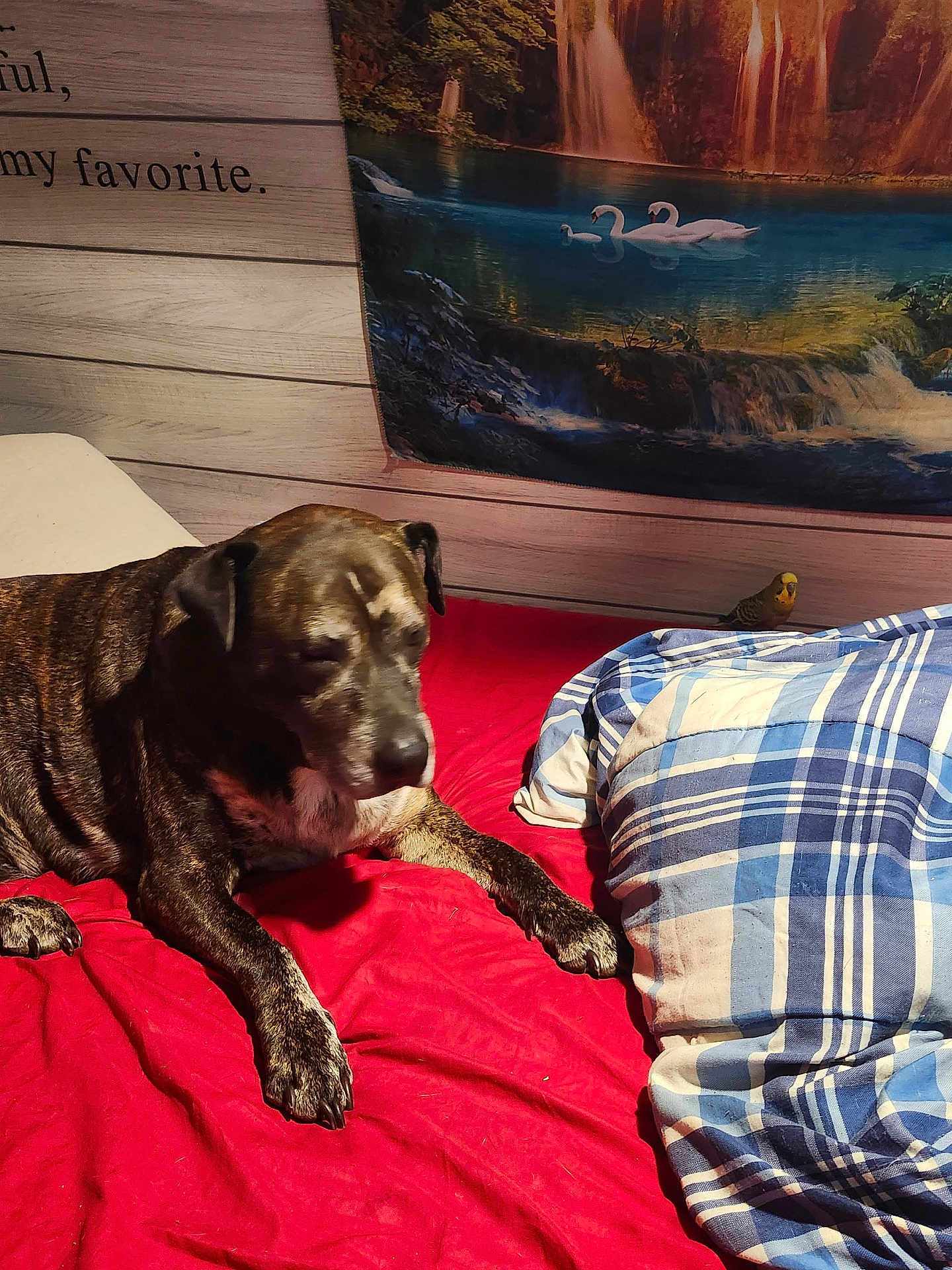 Banjo Stephen is registered to the contest to win money with this photo: dog, bed, blanket, bird, plaid, red, blue, wooden_wall, tapestry, waterfall, lake, swan, indoor, animal, pet, resting, furniture, fur, mammal, colorful