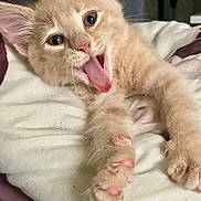Neko participe au concours pour gagner de l'argent avec cette photo : kitten, cat, tongue_out, playful, fluffy, paws, close_up, pet, cute, sleeping_area, blanket, indoor, animal, young, fur, whiskers, pink_nose, relaxed, stretching, adorable