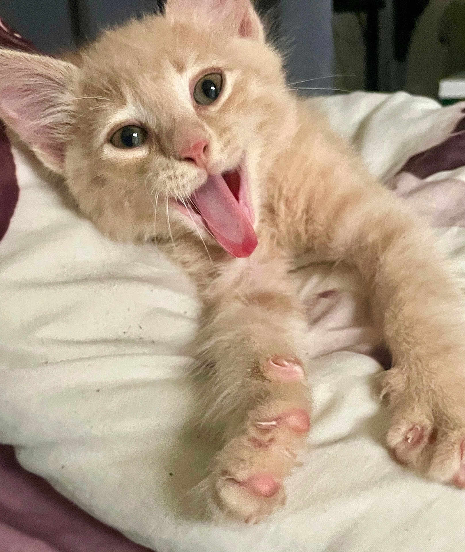 Neko