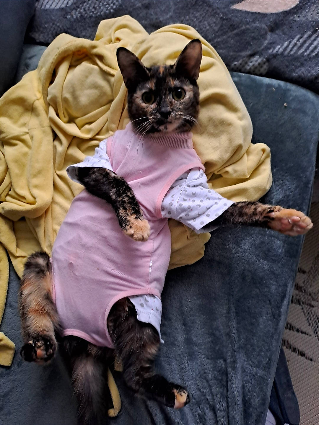 Titoune a rejoint le concours — aidez-le/la à gagner de superbes lots ! bat, canidae, carnivore, cat, comfort, companion_dog, dog_breed, dog_clothes, fashion_accessory, fawn, felidae, fur, linens, purple, small_to_medium_sized_cats, snout, sunglasses, toy_dog, whiskers, witch_hat