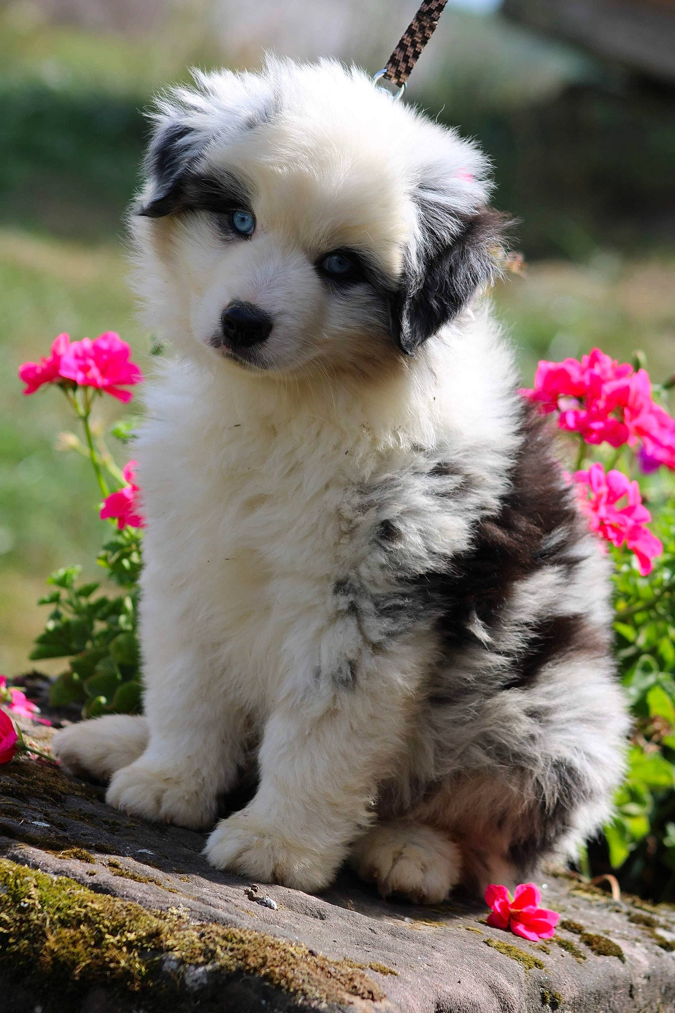 Railey a rejoint le concours — aidez-le/la à gagner de superbes lots ! ancient_dog_breeds, annual_plant, canidae, carnivore, companion_dog, dog, dog_breed, fawn, flower, flowerpot, fur, grass, petal, plant, sporting_group, terrestrial_animal, terrier, toy_dog, whiskers, working_dog