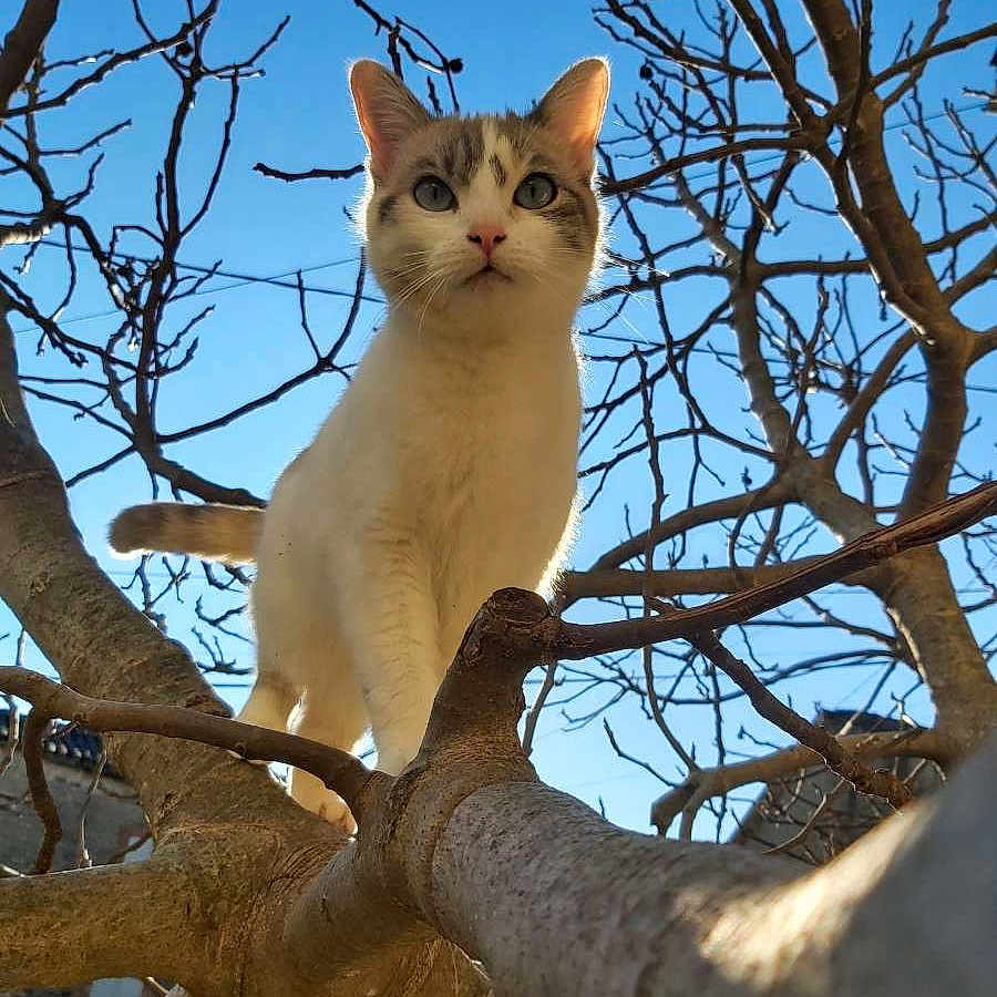 Rubys a rejoint le concours — aidez-le/la à gagner de superbes lots ! abyssinian, accessories, angora, animal, cat, kitten, land, manx, nature, oak, outdoors, pet, plant, siamese, strap, sycamore, tree, treetrunk, vegetation, wood