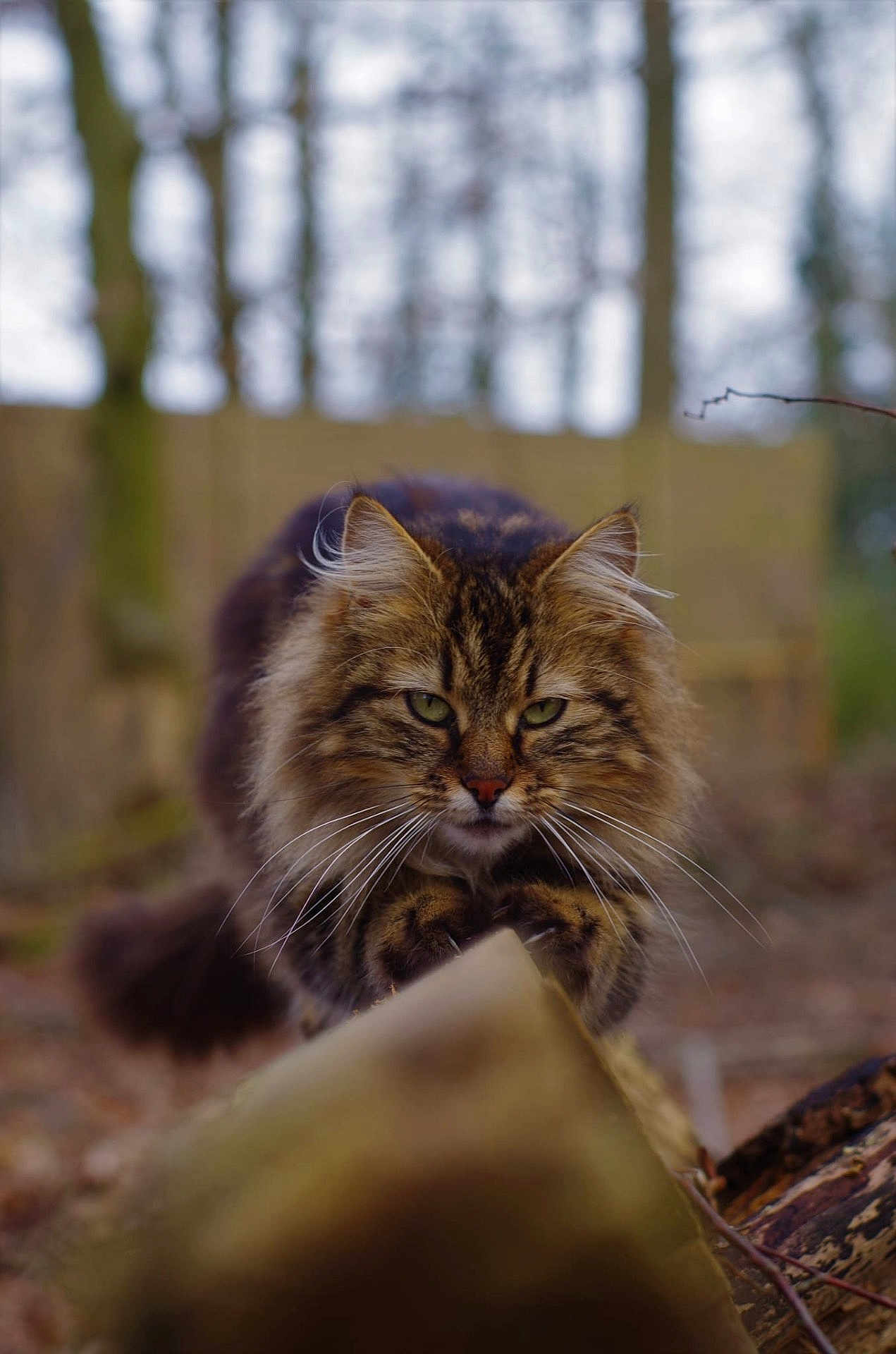 Minette participe au concours pour gagner de l'argent avec cette photo : cat, fluffy, forest, outdoor, animal, whiskers, fur, green_eyes, nature, tree, log, wildlife, mammal, predator, closeup, focused, walking, brown, tabby, alert