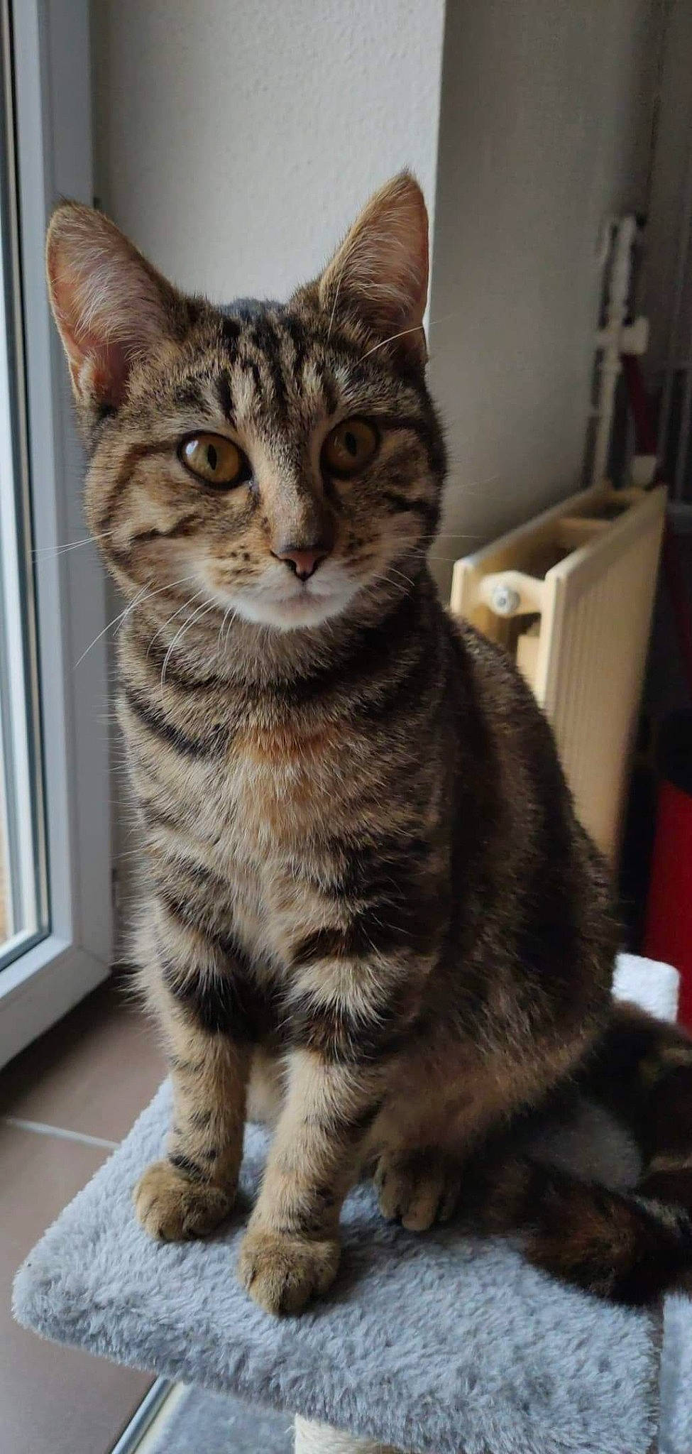 Nella participe au concours pour gagner de l'argent avec cette photo : aegean_cat, american_shorthair, american_wirehair, asian, australian_mist, california_spangled, carnivore, cat, domestic_short_haired_cat, dragon_li, egyptian_mau, european_shorthair, felidae, mammal, pixie_bob, small_to_medium_sized_cats, sokoke, tabby_cat, vertebrate, whiskers