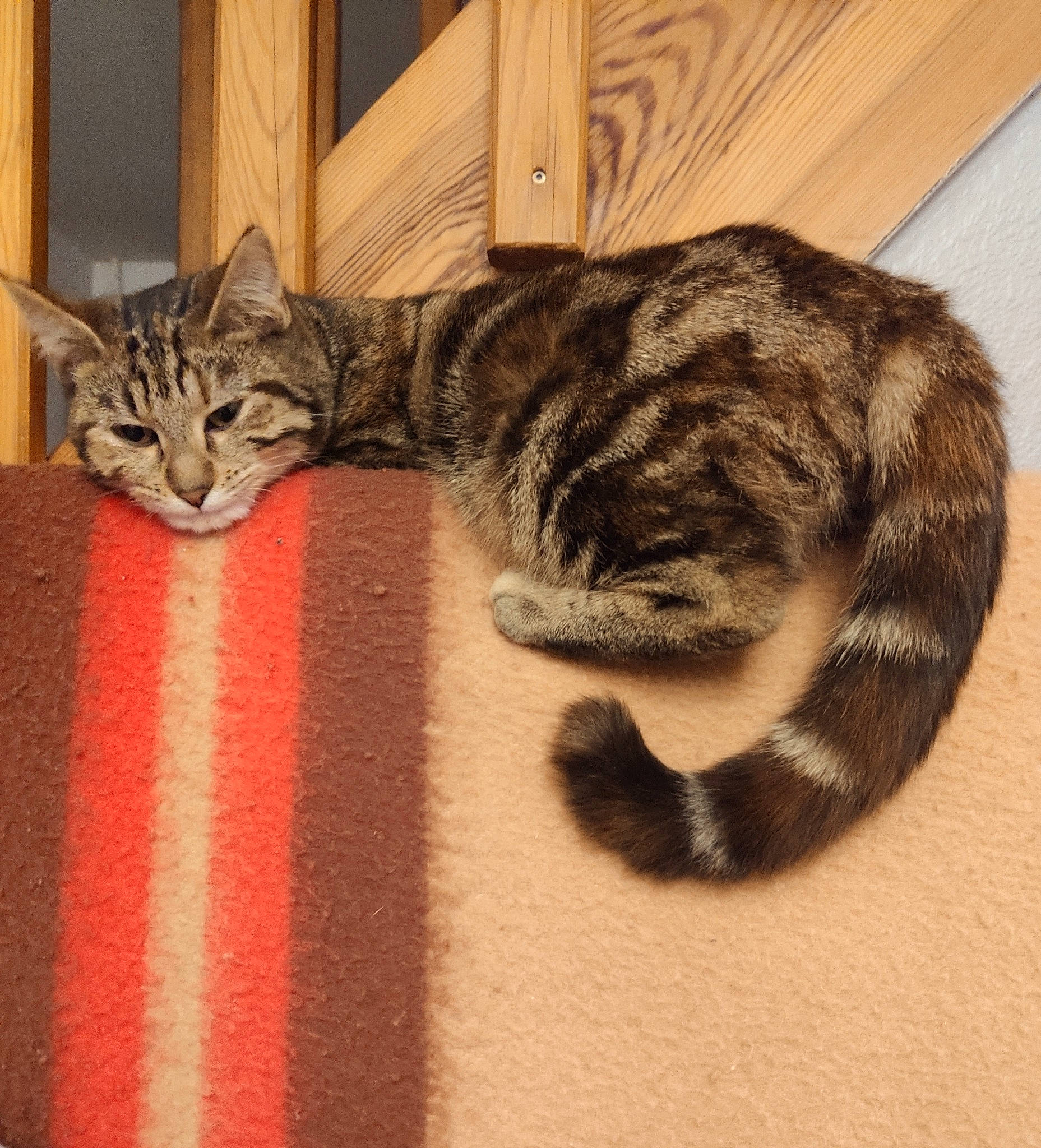 Nella a rejoint le concours — aidez-le/la à gagner de superbes lots ! american_shorthair, asian, california_spangled, carnivore, cat, domestic_short_haired_cat, dragon_li, european_shorthair, felidae, fur, kitten, mammal, ocicat, pixie_bob, small_to_medium_sized_cats, sokoke, tabby_cat, tail, toyger, whiskers