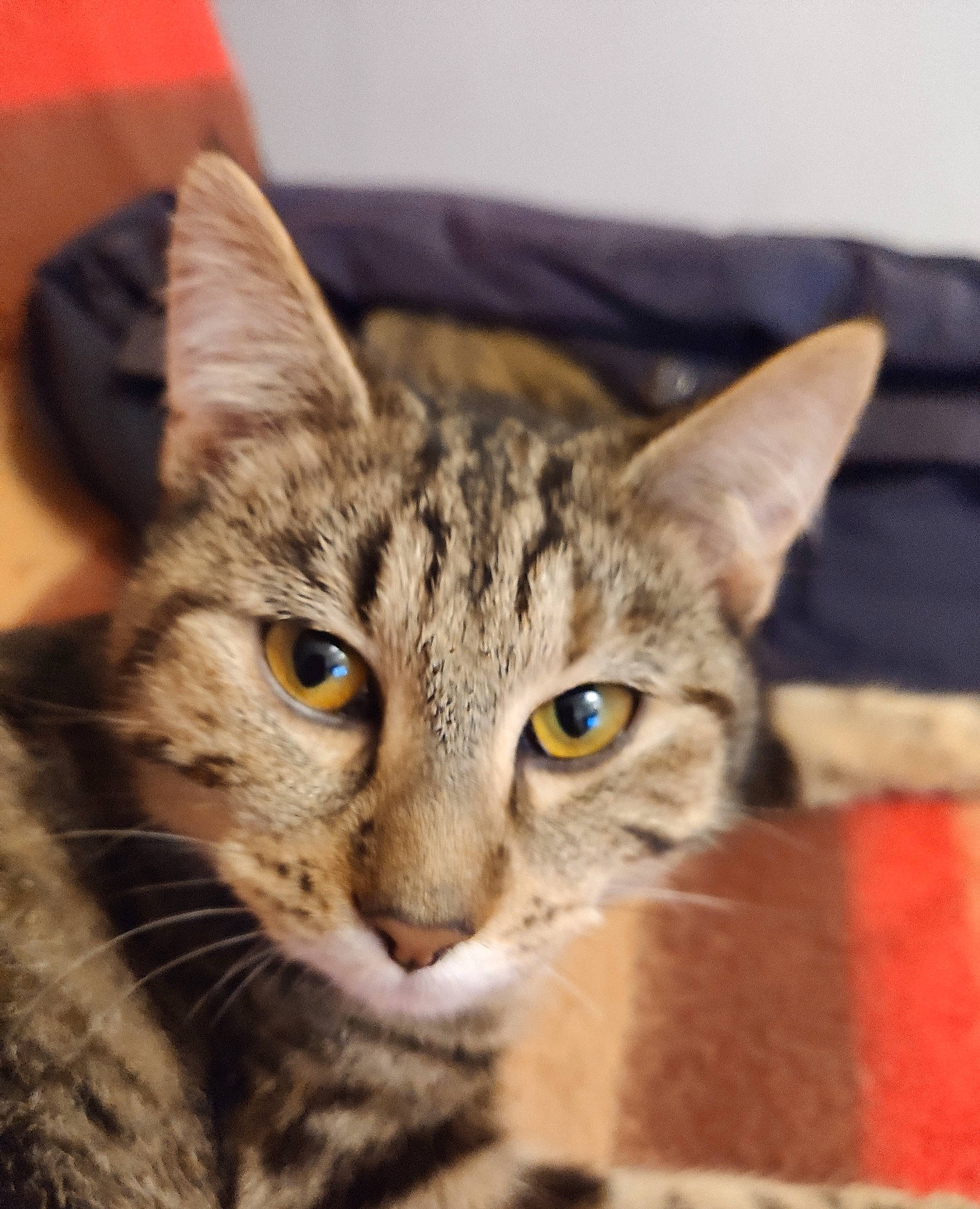 Nella a rejoint le concours — aidez-le/la à gagner de superbes lots ! american_shorthair, asian, australian_mist, bengal, california_spangled, carnivore, cat, domestic_short_haired_cat, dragon_li, european_shorthair, eye, felidae, kitten, mammal, pixie_bob, small_to_medium_sized_cats, tabby_cat, toyger, vertebrate, whiskers