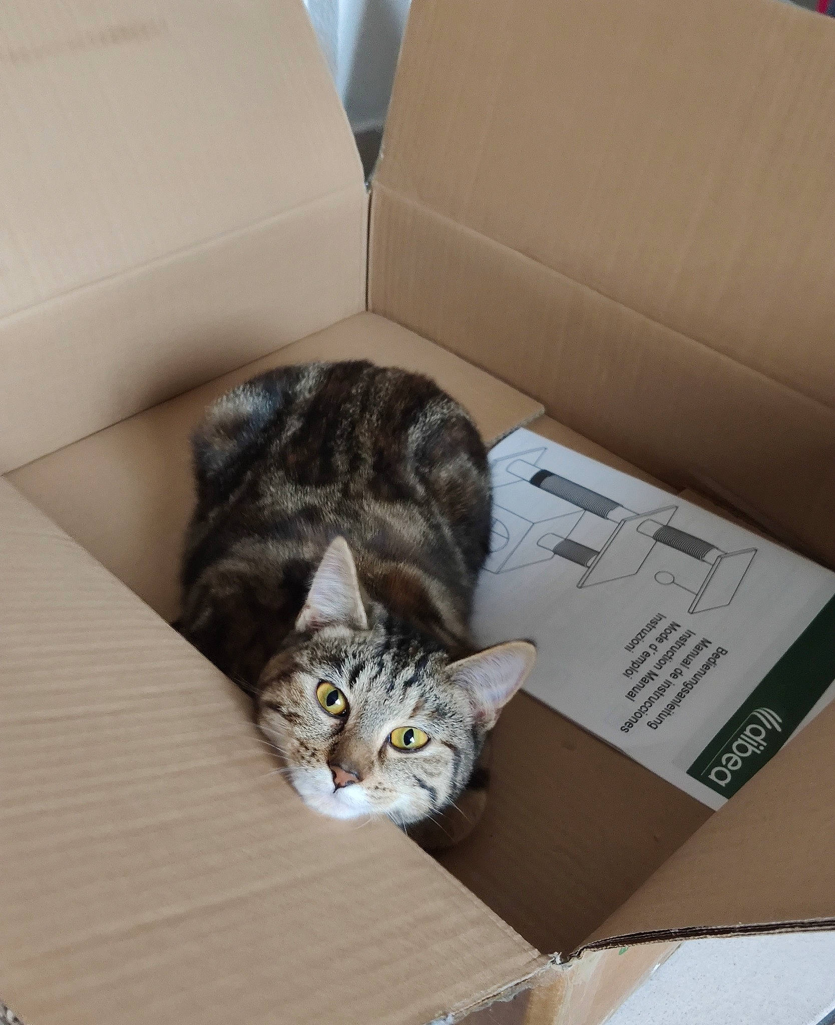 Nella a rejoint le concours — aidez-le/la à gagner de superbes lots ! american_shorthair, asian, bengal, box, cardboard, carnivore, cat, domestic_short_haired_cat, dragon_li, ear, european_shorthair, felidae, kitten, norwegian_forest_cat, packaging_and_labeling, small_to_medium_sized_cats, tabby_cat, whiskers