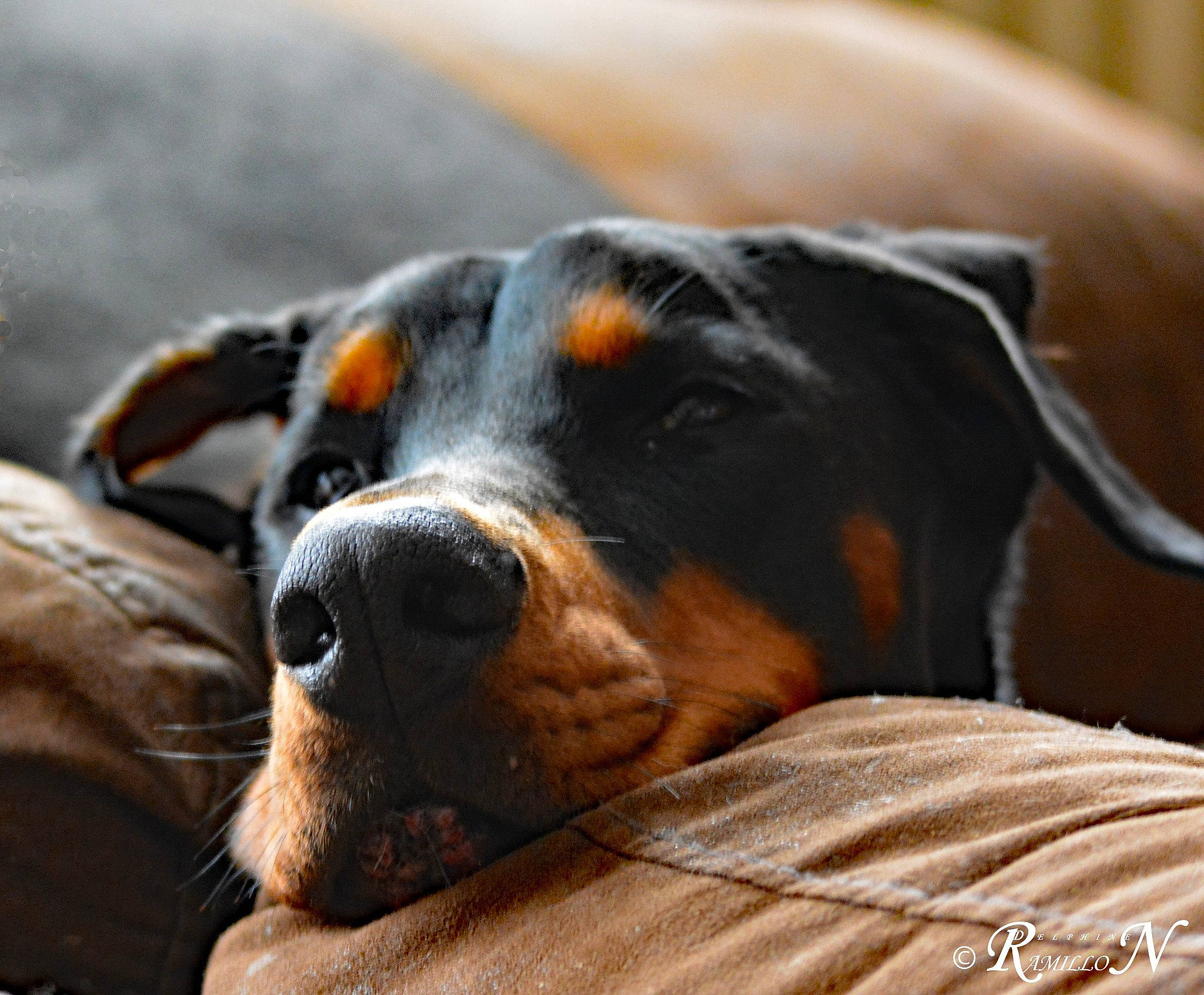 Django a rejoint le concours — aidez-le/la à gagner de superbes lots ! canidae, carnivore, comfort, companion_dog, dog, dog_breed, guard_dog, hunting_dog, scent_hound, sporting_group, terrestrial_animal, whiskers, working_animal, working_dog