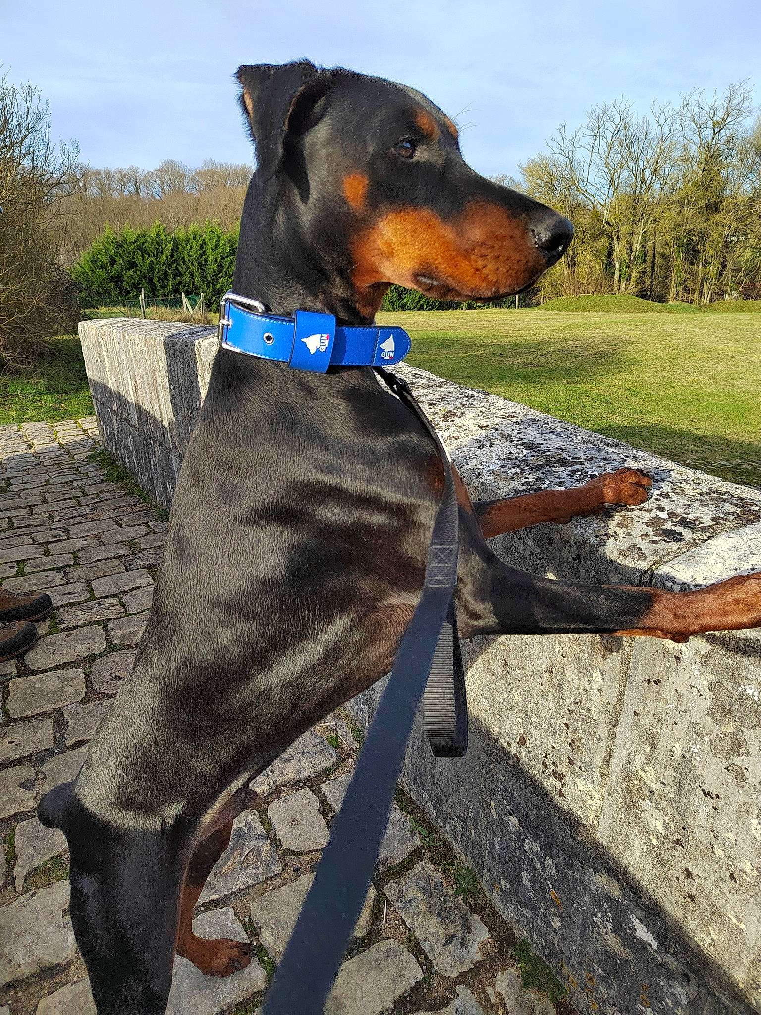 Django participe au concours pour gagner de l'argent avec cette photo : carnivore, cloud, collar, companion_dog, dog, dog_breed, dog_collar, dog_supply, electric_blue, fashion_accessory, fawn, leash, liver, pet_supply, plant, sky, sporting_group, toy, tree, working_animal