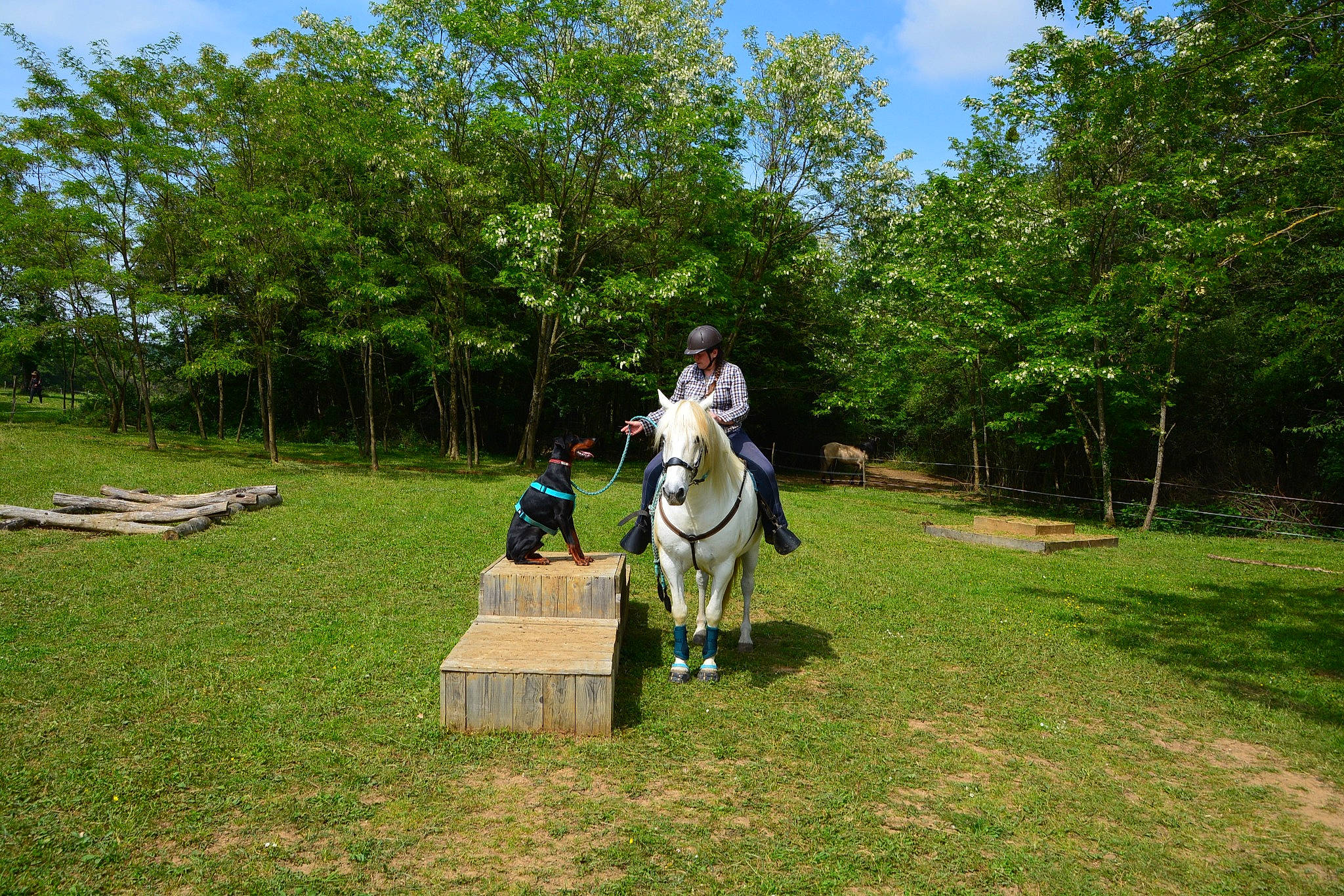 Django a rejoint le concours — aidez-le/la à gagner de superbes lots ! art, bridle, equestrianism, garden, grass, grassland, horse, horse_tack, landscape, lawn, leisure, meadow, pasture, plant, recreation, sculpture, shrub, sky, tree, working_animal